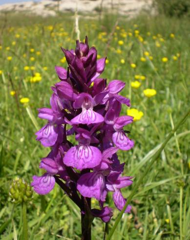 Fotografia de capa Dactylorhiza elata - do Jardim Botânico