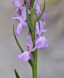 Fotografia da espécie Dactylorhiza elata