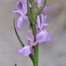 Fotografia 4 da espécie Dactylorhiza elata do Jardim Botânico UTAD