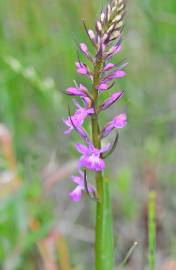 Fotografia da espécie Dactylorhiza elata