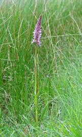 Fotografia da espécie Dactylorhiza elata