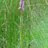 Fotografia 6 da espécie Dactylorhiza elata do Jardim Botânico UTAD