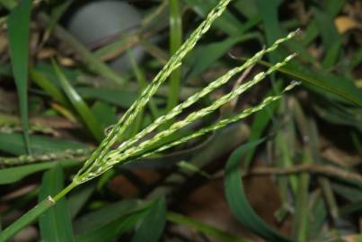 Fotografia da espécie Digitaria sanguinalis