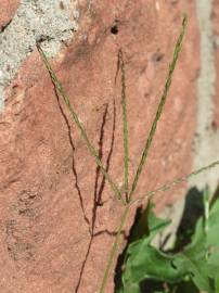 Fotografia da espécie Digitaria sanguinalis