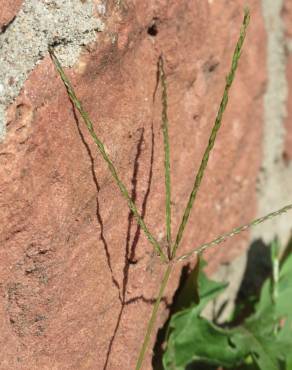 Fotografia 11 da espécie Digitaria sanguinalis no Jardim Botânico UTAD