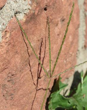 Fotografia 11 da espécie Digitaria sanguinalis no Jardim Botânico UTAD