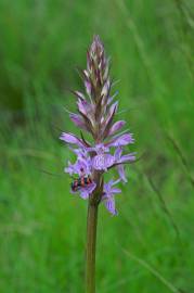 Fotografia da espécie Dactylorhiza elata