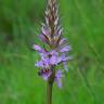 Fotografia 7 da espécie Dactylorhiza elata do Jardim Botânico UTAD