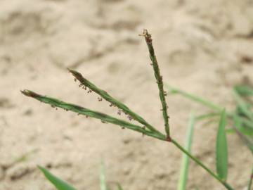 Fotografia da espécie Digitaria sanguinalis