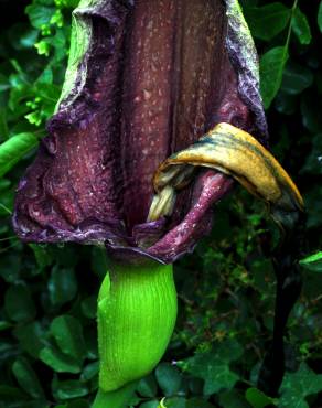 Fotografia 6 da espécie Dracunculus vulgaris no Jardim Botânico UTAD