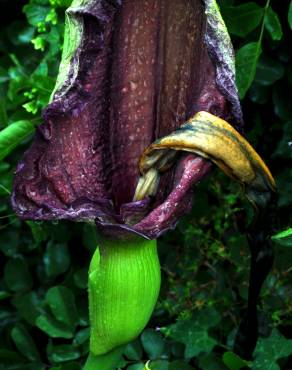 Fotografia 6 da espécie Dracunculus vulgaris no Jardim Botânico UTAD