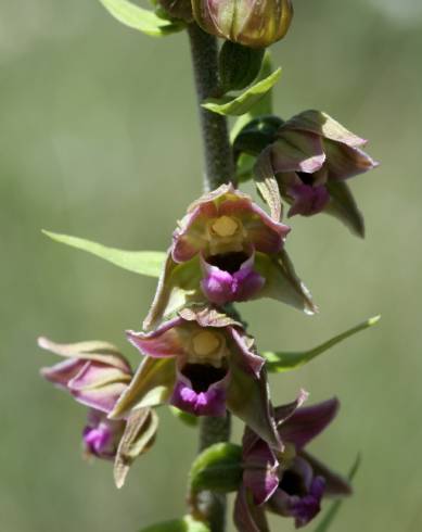 Fotografia de capa Epipactis tremolsii - do Jardim Botânico