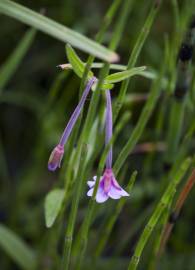 Fotografia da espécie Epilobium palustre