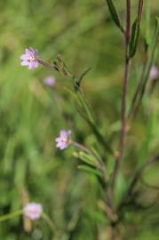 Fotografia da espécie Epilobium palustre