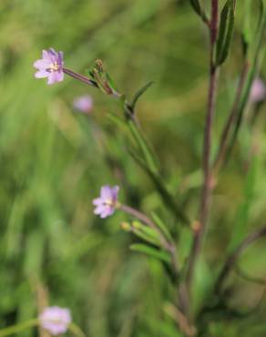 Fotografia 3 da espécie Epilobium palustre no Jardim Botânico UTAD