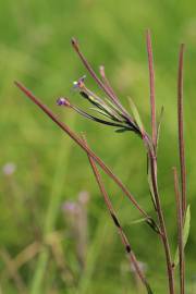 Fotografia da espécie Epilobium palustre