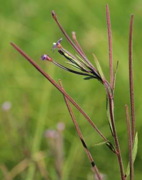 Fotografia 4 da espécie Epilobium palustre no Jardim Botânico UTAD