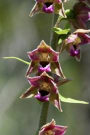 Fotografia da espécie Epipactis tremolsii