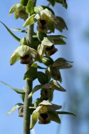 Fotografia da espécie Epipactis tremolsii