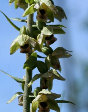 Fotografia 3 da espécie Epipactis tremolsii no Jardim Botânico UTAD