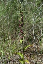 Fotografia da espécie Epipactis tremolsii