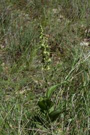 Fotografia da espécie Epipactis tremolsii