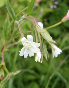 Fotografia 6 da espécie Epilobium palustre no Jardim Botânico UTAD