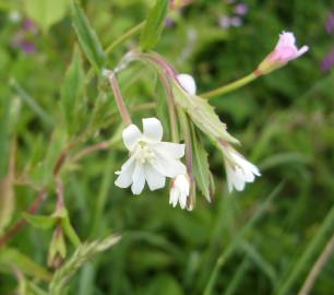 Fotografia da espécie Epilobium palustre