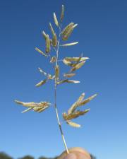 Fotografia da espécie Eragrostis cilianensis