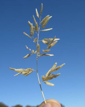 Fotografia 1 da espécie Eragrostis cilianensis no Jardim Botânico UTAD