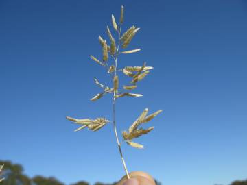 Fotografia da espécie Eragrostis cilianensis