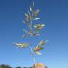 Fotografia 1 da espécie Eragrostis cilianensis do Jardim Botânico UTAD