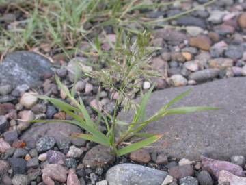 Fotografia da espécie Eragrostis cilianensis
