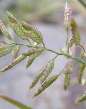 Fotografia 4 da espécie Eragrostis cilianensis no Jardim Botânico UTAD