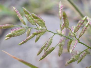 Fotografia da espécie Eragrostis cilianensis