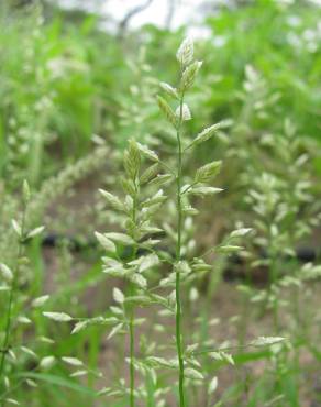 Fotografia 5 da espécie Eragrostis cilianensis no Jardim Botânico UTAD