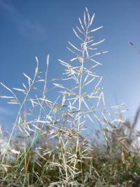 Fotografia da espécie Eragrostis cilianensis