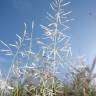 Fotografia 6 da espécie Eragrostis cilianensis do Jardim Botânico UTAD