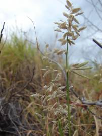 Fotografia da espécie Eragrostis cilianensis