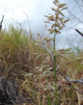 Fotografia 7 da espécie Eragrostis cilianensis no Jardim Botânico UTAD