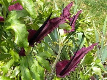 Fotografia da espécie Dracunculus vulgaris