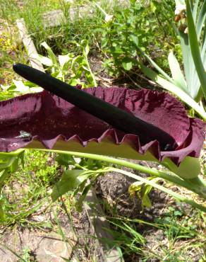 Fotografia 9 da espécie Dracunculus vulgaris no Jardim Botânico UTAD