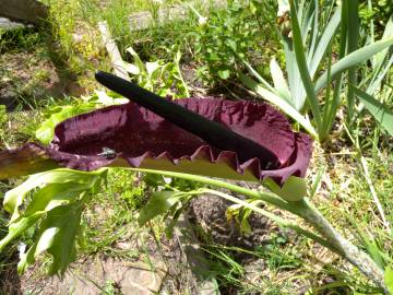 Fotografia da espécie Dracunculus vulgaris