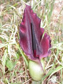 Fotografia da espécie Dracunculus vulgaris