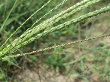 Fotografia da espécie Digitaria sanguinalis