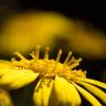 Fotografia 5 da espécie Farfugium japonicum do Jardim Botânico UTAD