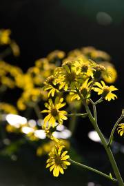 Fotografia da espécie Farfugium japonicum