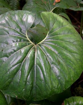 Fotografia 7 da espécie Farfugium japonicum no Jardim Botânico UTAD