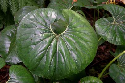 Fotografia da espécie Farfugium japonicum