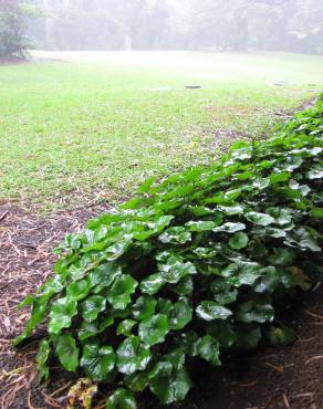 Fotografia 9 da espécie Farfugium japonicum no Jardim Botânico UTAD